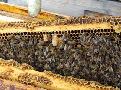 BienenBlog